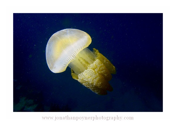 jellyfish